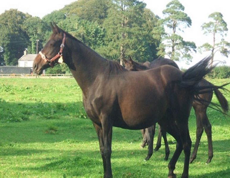 Cloncarlin House Bed & Breakfast Monasterevin Eksteriør bilde